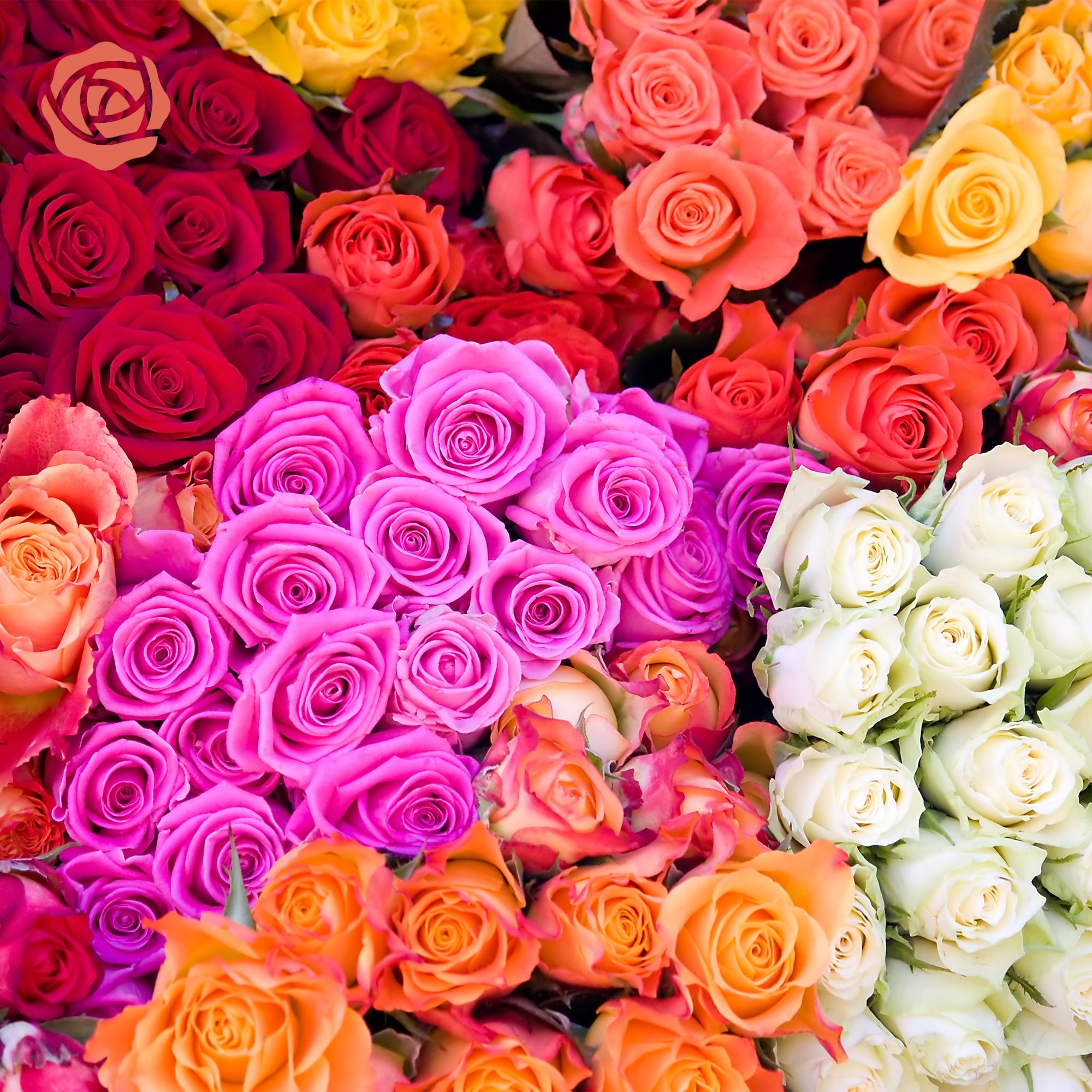 Rose Farmers | Farm Fresh Roses | Buy Quality Roses Direct