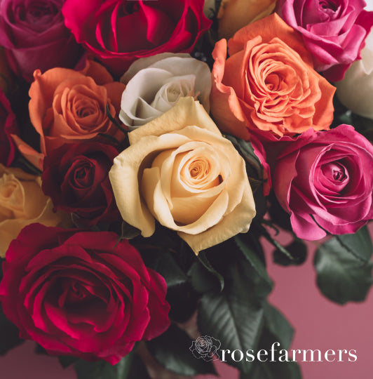 Fresh Luxury Roses Delivered Direct