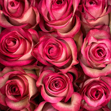 Farmer's Choice Bi-Color Pastel Long Stem Roses
