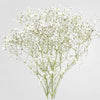 Baby's Breath (Addon)